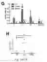 Fig. 45 - LILRB2 and notch-mediated expansion of hematopoietic precursor cells