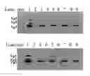 Fig. 01 - METHODS FOR PRODUCING PREPARATIONS OF RECOMBINANT AAV VIRIONS SUBSTANTIALLY FREE OF EMPTY CAPSIDS