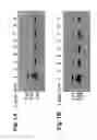 Fig. 02 - METHODS FOR PRODUCING PREPARATIONS OF RECOMBINANT AAV VIRIONS SUBSTANTIALLY FREE OF EMPTY CAPSIDS