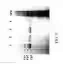 Fig. 06 - METHODS FOR PRODUCING PREPARATIONS OF RECOMBINANT AAV VIRIONS SUBSTANTIALLY FREE OF EMPTY CAPSIDS