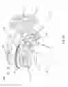 Fig. 03 - GEARBOX WITH LIMIT MECHANISM