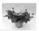 Fig. 02 - plant named ‘KLEVP15488’