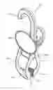 Fig. 01 - Clip