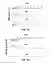 Fig. 08 - Systems and methods for measuring mitochondrial capacity
