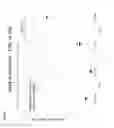 Fig. 03 - Activation of marrow infiltrating lymphocytes in hypoxic alternating with normoxic conditions