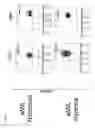 Fig. 08 - Activation of marrow infiltrating lymphocytes in hypoxic alternating with normoxic conditions