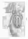Fig. 02 - Generation of Brown Adipose Tissue (BAT) from Mesenchymal Cells