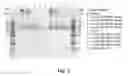 Fig. 04 - Non-cleavable substance P conjugates and methods of use thereof