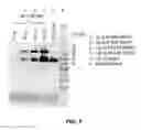 Fig. 08 - Non-cleavable substance P conjugates and methods of use thereof