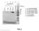 Fig. 09 - Non-cleavable substance P conjugates and methods of use thereof