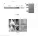 Fig. 02 - Tumor vascular disrupting agent polypeptide, gene, expression vector, and use thereof