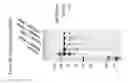 Fig. 07 - Systems for Factor VIII Processing and Methods Thereof