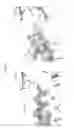 Fig. 85 - Broadly neutralizing HIV-1 VRC07 antibodies that bind to the CD4-binding site of the envelope protein