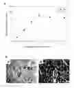 Fig. 01 - PROLONGATION OF SURVIVAL OF AN ALLOGRAFT BY INHIBITING COMPLEMENT ACTIVITY