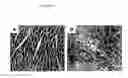 Fig. 13 - PROLONGATION OF SURVIVAL OF AN ALLOGRAFT BY INHIBITING COMPLEMENT ACTIVITY