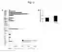 Fig. 06 - AGONISTIC ANTIBODY TO CD27