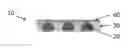 Fig. 01 - ELECTRICALLY CONDUCTIVE ADHESIVE TAPES
