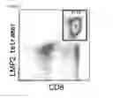 Fig. 02 - PRODUCTION METHOD FOR PLURIPOTENT STEM CELLS HAVING ANTIGEN-SPECIFIC T CELL RECEPTOR GENE