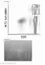Fig. 09 - PRODUCTION METHOD FOR PLURIPOTENT STEM CELLS HAVING ANTIGEN-SPECIFIC T CELL RECEPTOR GENE