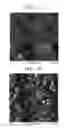 Fig. 02 - THREE-DIMENSIONAL CULTURE STRUCTURE AND METHOD FOR PRODUCING SAME