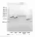 Fig. 01 - Methods and products for transfection