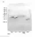Fig. 02 - Methods and products for transfection