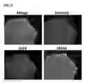 Fig. 09 - Methods and products for transfection