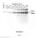 Fig. 09 - Polymerase compositions and uses