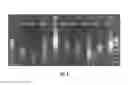 Fig. 06 - Exonuclease deficient polymerases