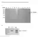 Fig. 04 - Polynucleotide for recombinant expression of sucrose isomerase