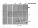 Fig. 07 - Assay for high-throughput identification of therapeutic compounds