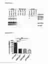 Fig. 41 - Methods for identifying and treating invasive/metastatic breast cancers