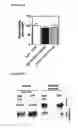 Fig. 43 - Methods for identifying and treating invasive/metastatic breast cancers