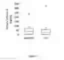 Fig. 09 - Methods and compositions for the detection and diagnosis of renal disease and periodontal disease