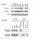 Fig. 02 - Humanized M-CSF mice