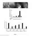 Fig. 02 - NOVEL BACTERIAL ENDOPHYTE WITH ANTIFUNGAL ACTIVITY