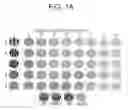 Fig. 02 - System and method for the rapid measurement of the visual contrast sensitivity function