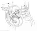 Fig. 01 - ULTRASONIC FETAL IMAGING WITH SHEAR WAVES
