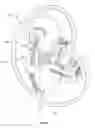 Fig. 19 - ULTRASONIC FETAL IMAGING WITH SHEAR WAVES