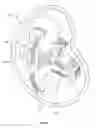 Fig. 20 - ULTRASONIC FETAL IMAGING WITH SHEAR WAVES