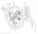 Fig. 01 - IMAGE PROCESSING FOR AN ULTRASONIC FETAL IMAGING DEVICE
