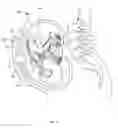 Fig. 06 - IMAGE PROCESSING FOR AN ULTRASONIC FETAL IMAGING DEVICE