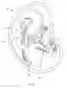 Fig. 19 - IMAGE PROCESSING FOR AN ULTRASONIC FETAL IMAGING DEVICE