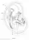 Fig. 20 - IMAGE PROCESSING FOR AN ULTRASONIC FETAL IMAGING DEVICE