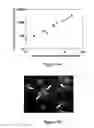 Fig. 02 - TARGETED LIPOSOMES ENCAPSULATING IRON COMPLEXES AND THEIR USES