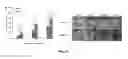 Fig. 02 - Acceleration of diabetic wound healing