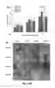 Fig. 12 - Acceleration of diabetic wound healing