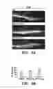 Fig. 07 - Therapeutic and research application of PDCL3
