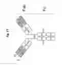 Fig. 18 - Site-selective functionalization of proteins using traceless affinity labels