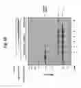 Fig. 19 - Site-selective functionalization of proteins using traceless affinity labels